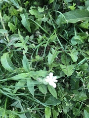 Silene latifolia alba