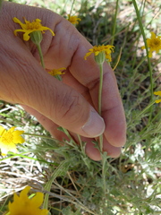 Eriophyllum lanatum integrifolium