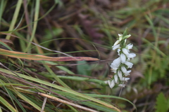 Spiranthes magnicamporum