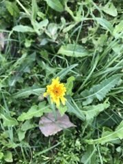 Sonchus arvensis uliginosus