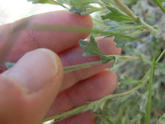 Eriophyllum lanatum integrifolium