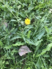 Sonchus arvensis uliginosus