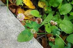 Trifolium hybridum
