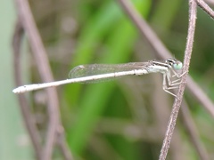 Agriocnemis lacteola