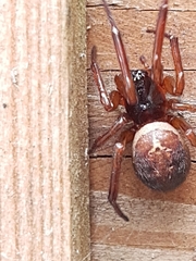 Steatoda nobilis