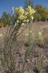 Linaria biebersteinii