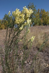 Linaria biebersteinii