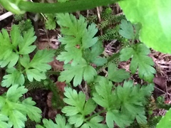 Ligusticum calderi