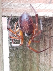 Steatoda nobilis