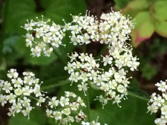 Ligusticum calderi