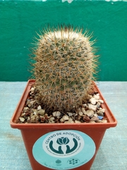 Mammillaria haageana san-angelensis