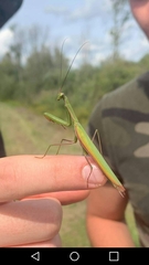 Mantis religiosa