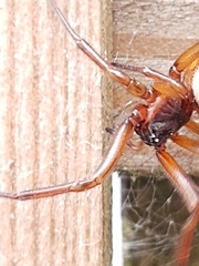 Steatoda nobilis