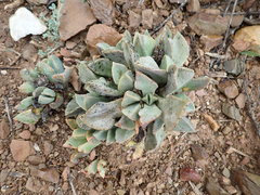 Pleiospilos compactus