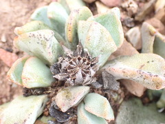 Pleiospilos compactus