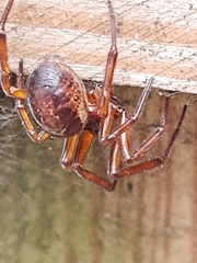 Steatoda nobilis
