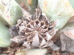 Pleiospilos compactus