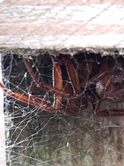 Steatoda nobilis