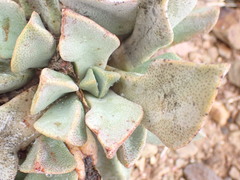 Pleiospilos compactus