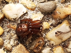 Steatoda nobilis