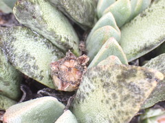 Pleiospilos compactus
