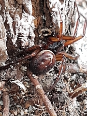Steatoda nobilis
