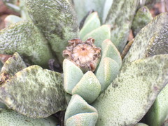 Pleiospilos compactus