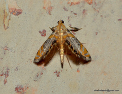 Nymphicula