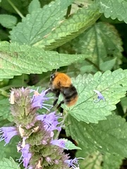 Bombus pascuorum