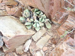 Pleiospilos compactus