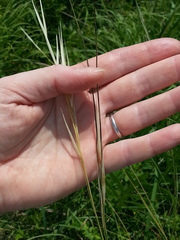 Hesperostipa spartea