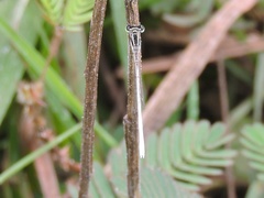 Agriocnemis lacteola