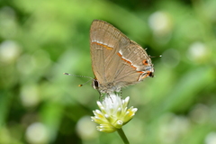 Electrostrymon endymion