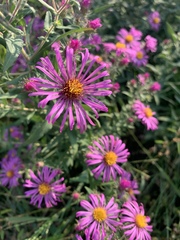 Symphyotrichum novae-angliae