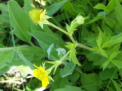 Geum aleppicum