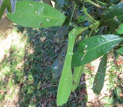 Eriophyes inermae