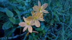 Echeandia montealbanensis