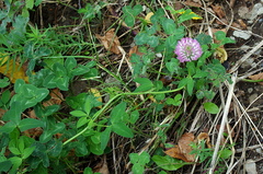 Trifolium pratense