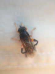 Chalcosyrphus