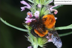 Bombus opulentus