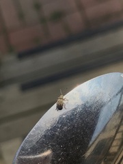 Calomycterus setarius