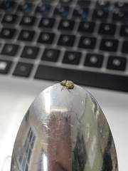 Calomycterus setarius