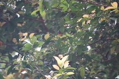 Dysphania subrepleta