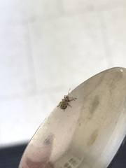 Calomycterus setarius