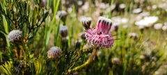 Serruria furcellata