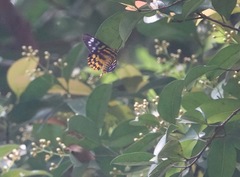 Dysphania subrepleta