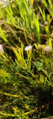 Serruria furcellata
