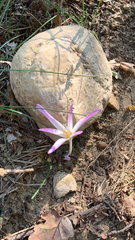 Colchicum autumnale