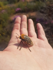 Julodis