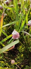 Serruria furcellata